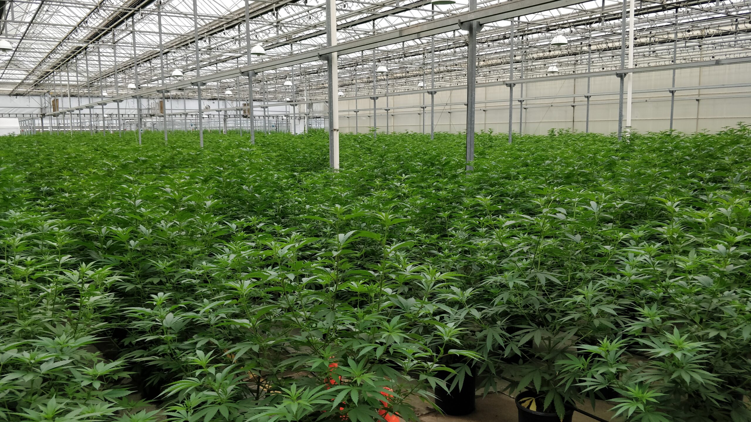 Cannabis Hemp grow